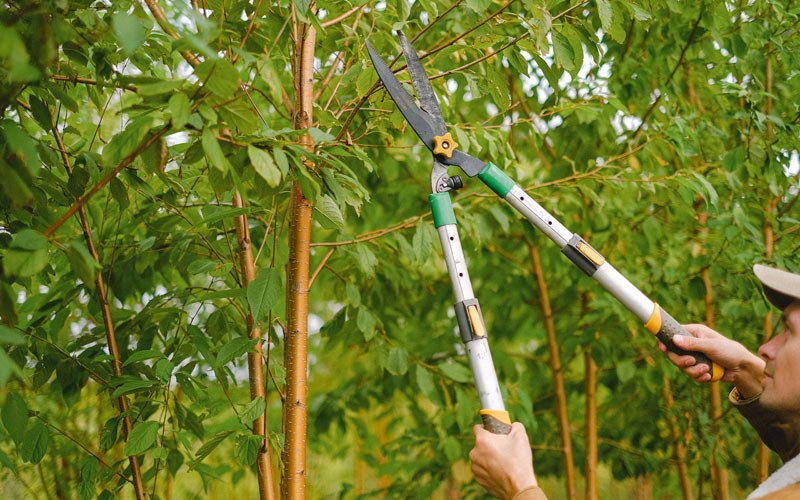 Tree trimming in Delray, WV